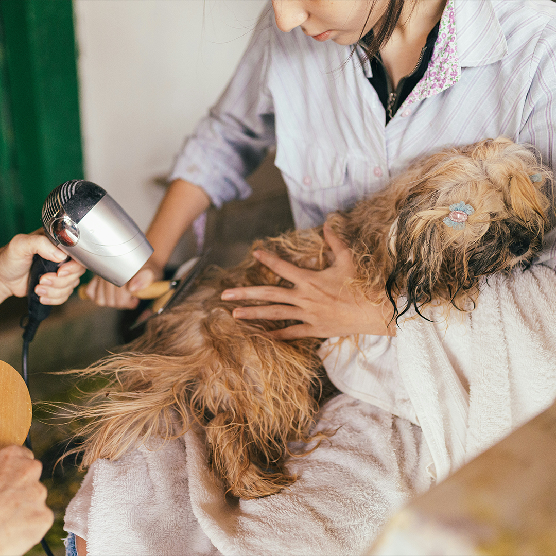 Joe's Grooming World
